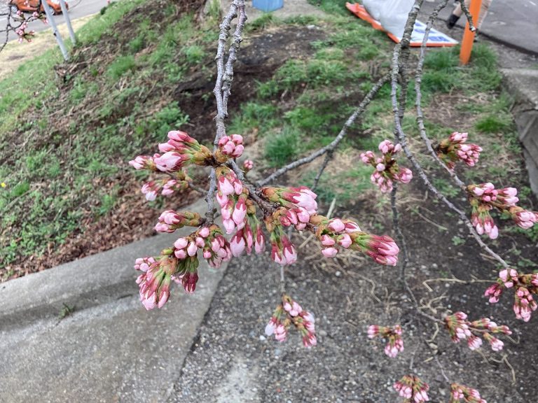 大河原•桜咲きはじめる♪