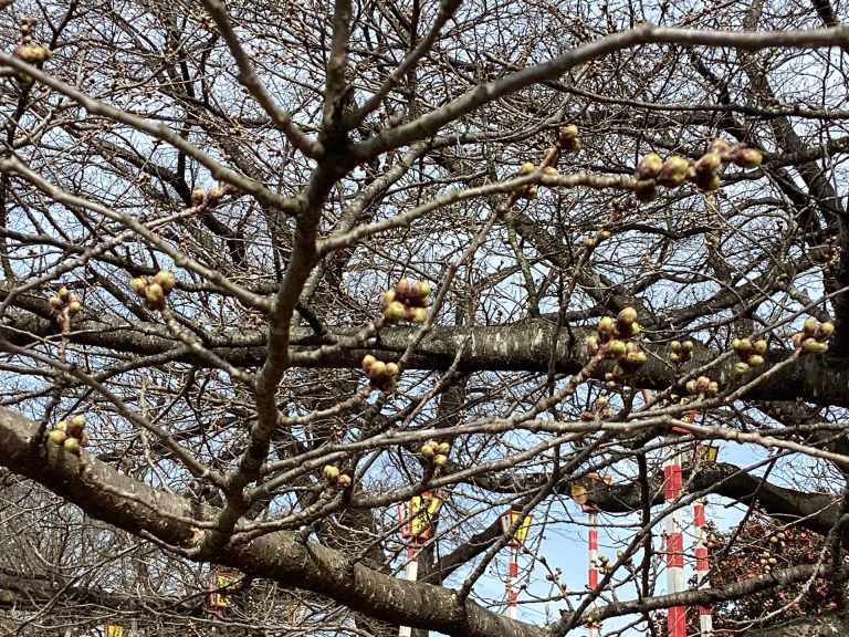 大河原・今日の桜(^^)