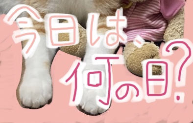 猫好きさん必見です₍⸍⸌̣ʷ̣̫⸍̣⸌₎